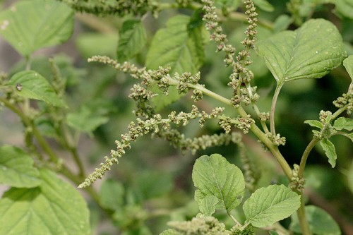 معرفی و راهنمای پرورش سبزی جات برگی - تاج خروس سبز